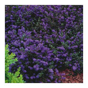 CEANOTHUS thyrsyflorus Blue Sapphire Cov