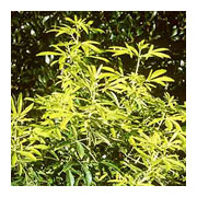 CHOISYA ternata Goldfingers Cov