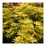 CHOISYA ternata Golden Gift Lismarty