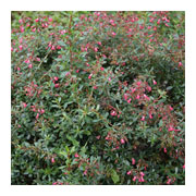 ESCALLONIA hybride Red Carpet Cov
