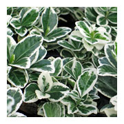 EUONYMUS fortunei Kathy