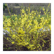 FORSYTHIA x intermedia Minor Gold Cov