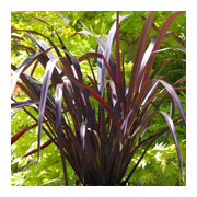 PHORMIUM cookianum Black Adder Cov