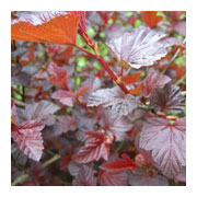 PHYSOCARPUS opulifolius Lady in Red Tuilad