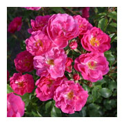 ROSIER Rekord Pink Emely Korselary