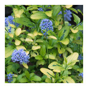 CEANOTHUS thyrsyflorus Zanzibar Pershore Zanzibar