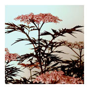 SAMBUCUS nigra Black Lace Eva