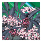 SAMBUCUS nigra Black Beauty Gerda
