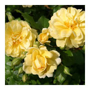 ROSA Rekord Smile Korsupigel
