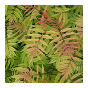 SORBARIA sorbifolia Sem Cov
