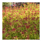SPIRAEA japonica Magic Carpet Walbuma