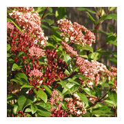 VIBURNUM tinus Spirit Anvi