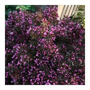 WEIGELIA hybride Ruby Queen Cov