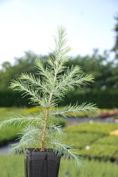 Jeune plant
