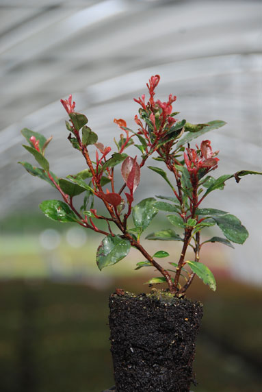 Jeune plant