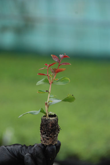 Jeune plant