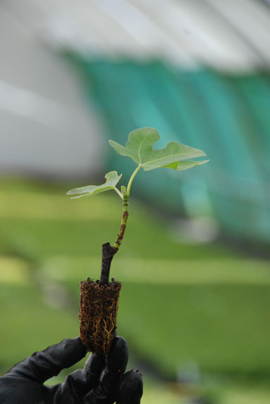 Jeune plant