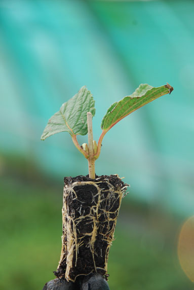 Jeune plant
