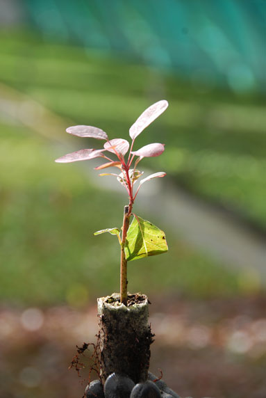 Jeune plant