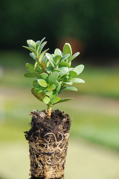 Jeune plant