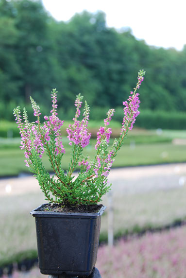 Jeune plant