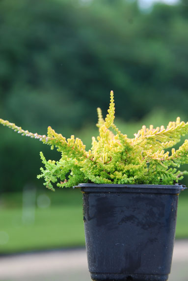 Jeune plant