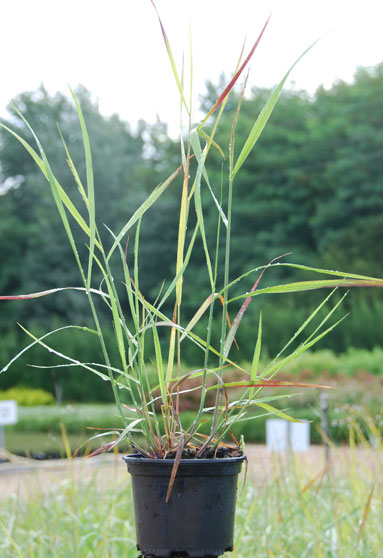 Jeune plant