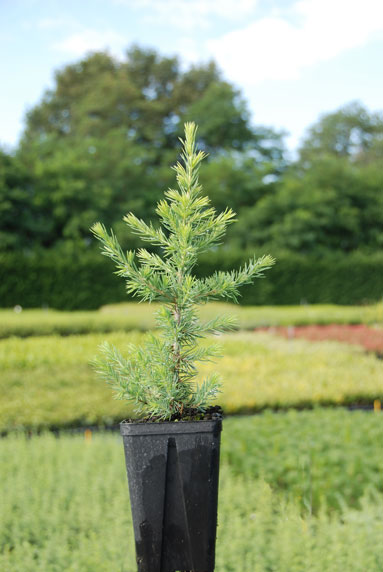 Jeune plant