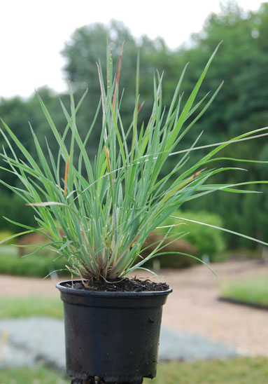 Jeune plant