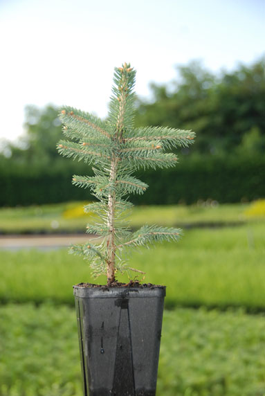 Jeune plant