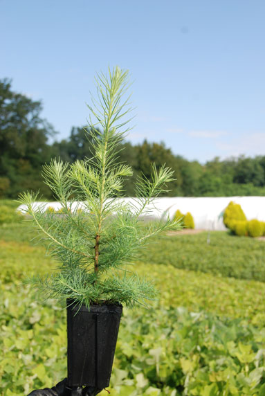Jeune plant