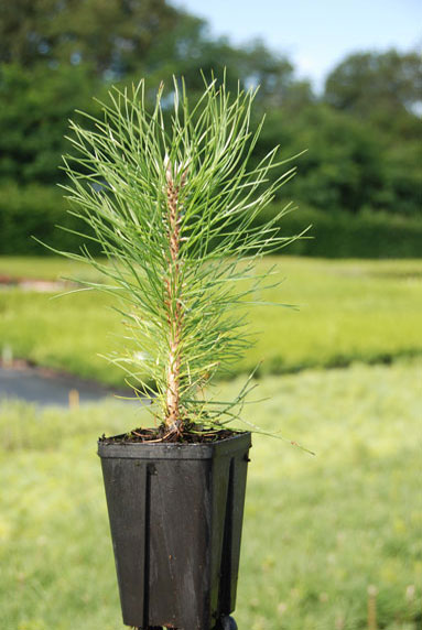 Jeune plant