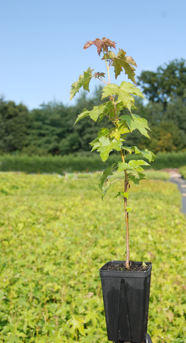 Jeune plant
