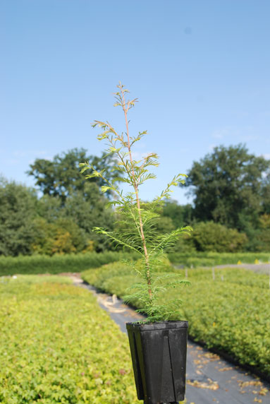 Jeune plant