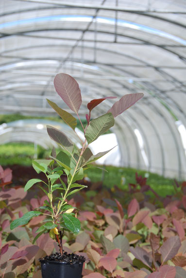 Jeune plant