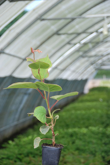 Jeune plant