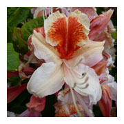 AZALEA pontica Ville d'Orlans