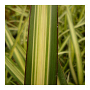 PHORMIUM 'cream delight'