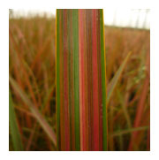 PHORMIUM Tenax 'jester'