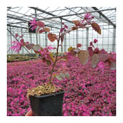 LOROPETALUM chinensis Fire Dance
