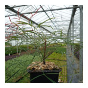 NANDINA domestica Orhime