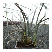 OPHIOPOGON planiscapus Niger
