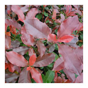 PHOTINIA Red Robin Blood