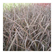 Phormium 'Jack Spratt'