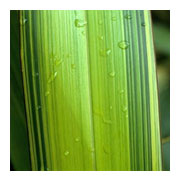 PHORMIUM 'yellow wave'