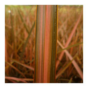 PHORMIUM 'Pink Panther'