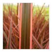 PHORMIUM 'sundowner'