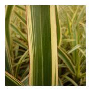 PHORMIUM 'tricolor'