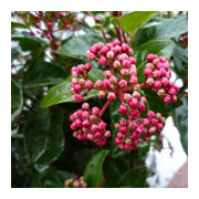 VIBURNUM tinus Lisarose 'Loren'