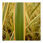 PHORMIUM 'Waitara Gold'